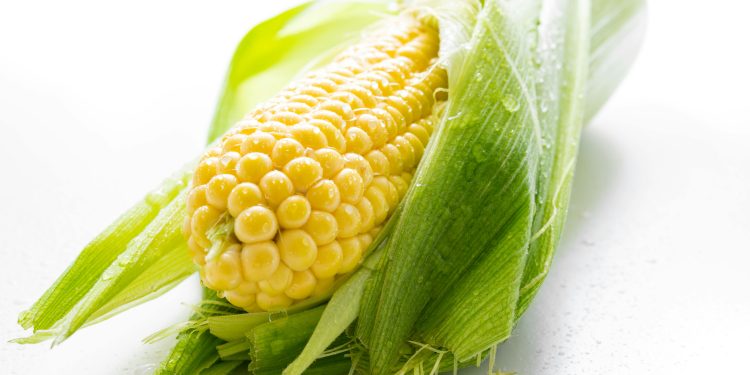 FG Unveils Drought, Pest-Resistant GM Maize to Increase Yields