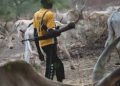 Cattle Rearers Remanded in Benue for Terrorism